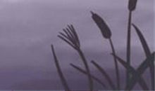 双鱼座最怕的三件事