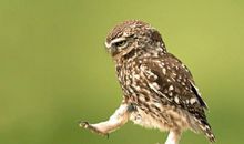 处女座代表的动物