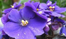 处女座幸运花，处女座的幸运花是什么