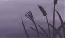 狮子座最怕的三件事