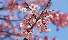 狮子座幸运花，狮子座的幸运花是什么