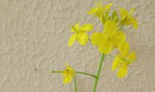 闲谈命理用神、喜神、忌神、闲神