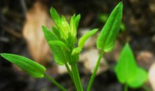 天干究竟论不论冲？