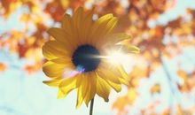 双鱼座幸运花，双鱼座的幸运花是什么