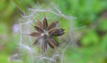 究竟什么是九字算命？