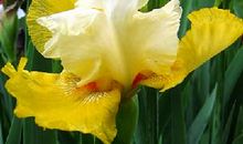 双鱼座幸运花和情爱世界