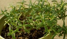 摩羯座幸运花，摩羯座的幸运花是什么