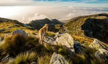 十二生肖狗的象征意义