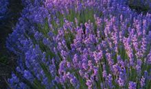 巨蟹座的幸运花