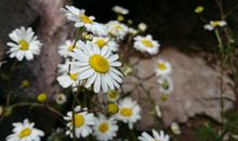 梦见好多漂亮的花