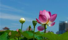 Alex金牛座一周运势（7.9—7.15）