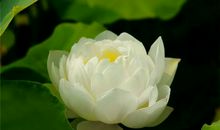 Alex摩羯座一周运势（7.9—7.15）