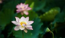 Alex双鱼座一周运势（7.9—7.15）