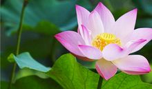 Alex白羊座一周运势（7.9—7.15）