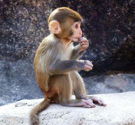 猴人被骗后，妻子的反应