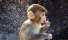 猴男出轨后，妻子的反应