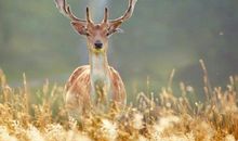 A微日记2018年8月白羊座运势