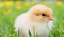 十二生肖鸡的象征意义