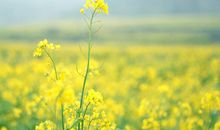 关于春分的成语，春分成语的解析