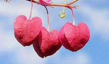 巨蟹座靠什么说服别人