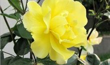 2020年事业运最旺的生肖