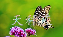 神马影响了天秤座魅力值