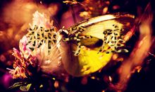 神马影响了狮子座魅力值