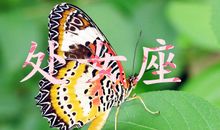 神马影响了处女座魅力值