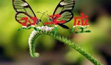 神马影响了双子座魅力值