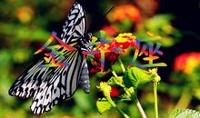 神马影响了金牛座魅力值