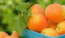 杏子的功效与作用 有何禁忌