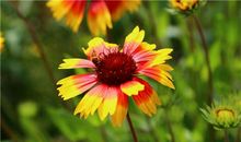 白羊座代表的花