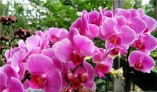 射手座代表的花