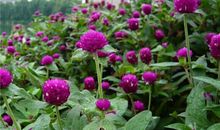 狮子座代表的花