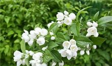 双子座代表的花