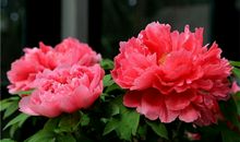 天秤座代表的花