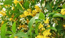 天蝎座代表的花