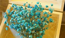 摩羯座代表的花