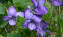 水瓶座代表的花