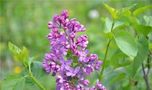 金牛座代表的花