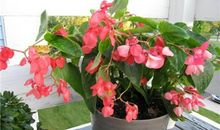 处女座代表的花