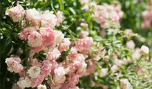 处女座的心灵成长课程