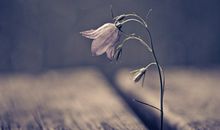 金牛座的心疼谁能懂