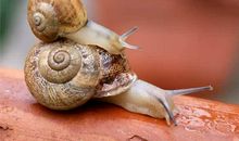 巨蟹座代表的动物