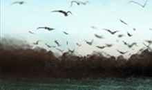 白羊座在哪把快乐弄丢了？