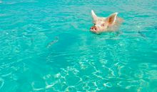 十二生肖猪的象征意义