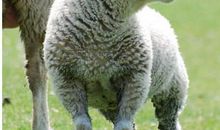 羊男出轨后，妻子的反应