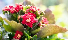 巨蟹座与旧爱和好的理由