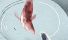 十二生肖不为人知的怪癖