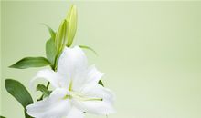 巨蟹座的专属植物是什么